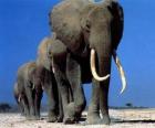 Ελέφαντες περπάτημα